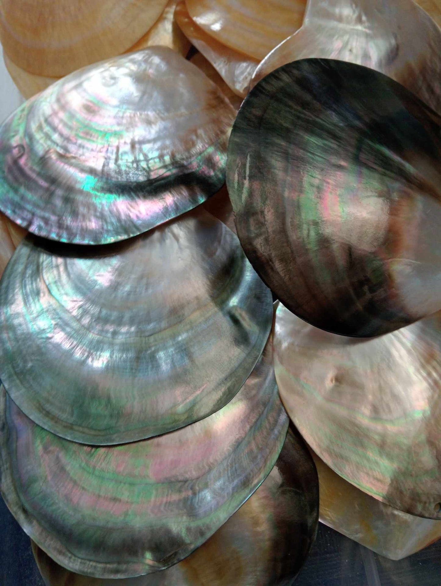 Parau / M.O.P Shells (Mother of Pearl Shell)